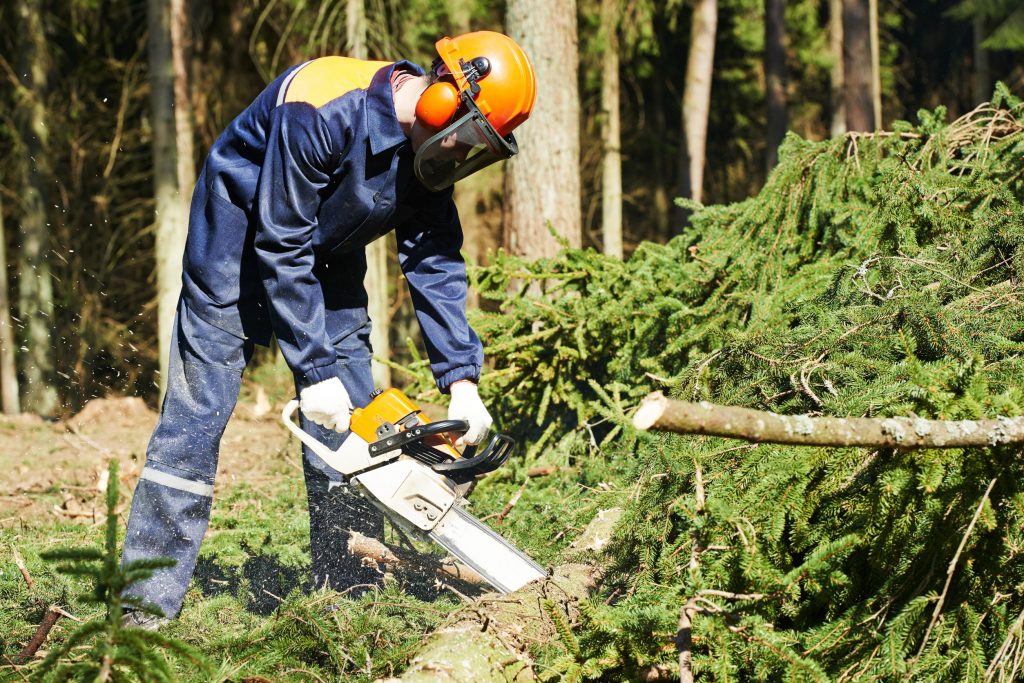 Click Here For Tree Services in Queens County NY