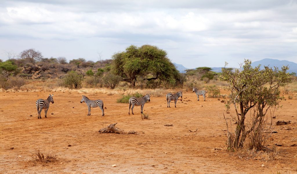 Kenya Lodge Safaris