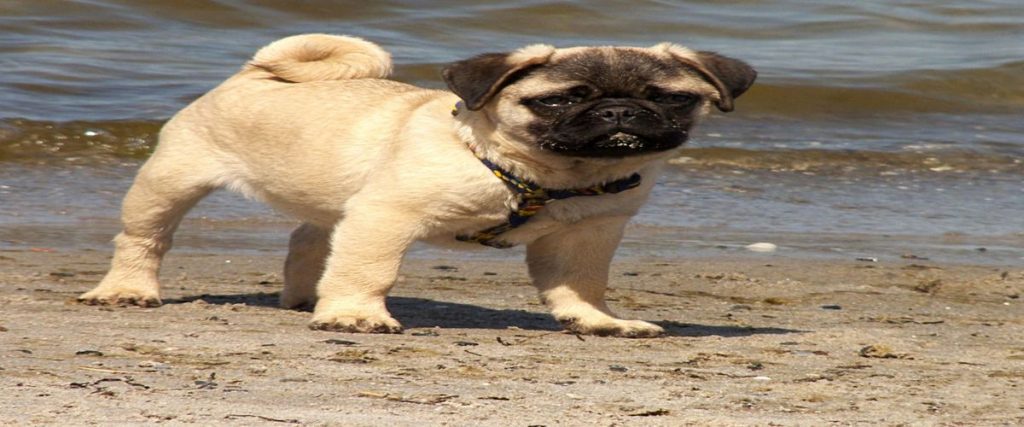 Royal Oak Mastiffs : The AKC English Mastiff Breeders!