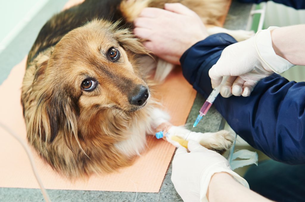 Dog Pawlour Provides the Best Dog Care Services In Fort Collins.