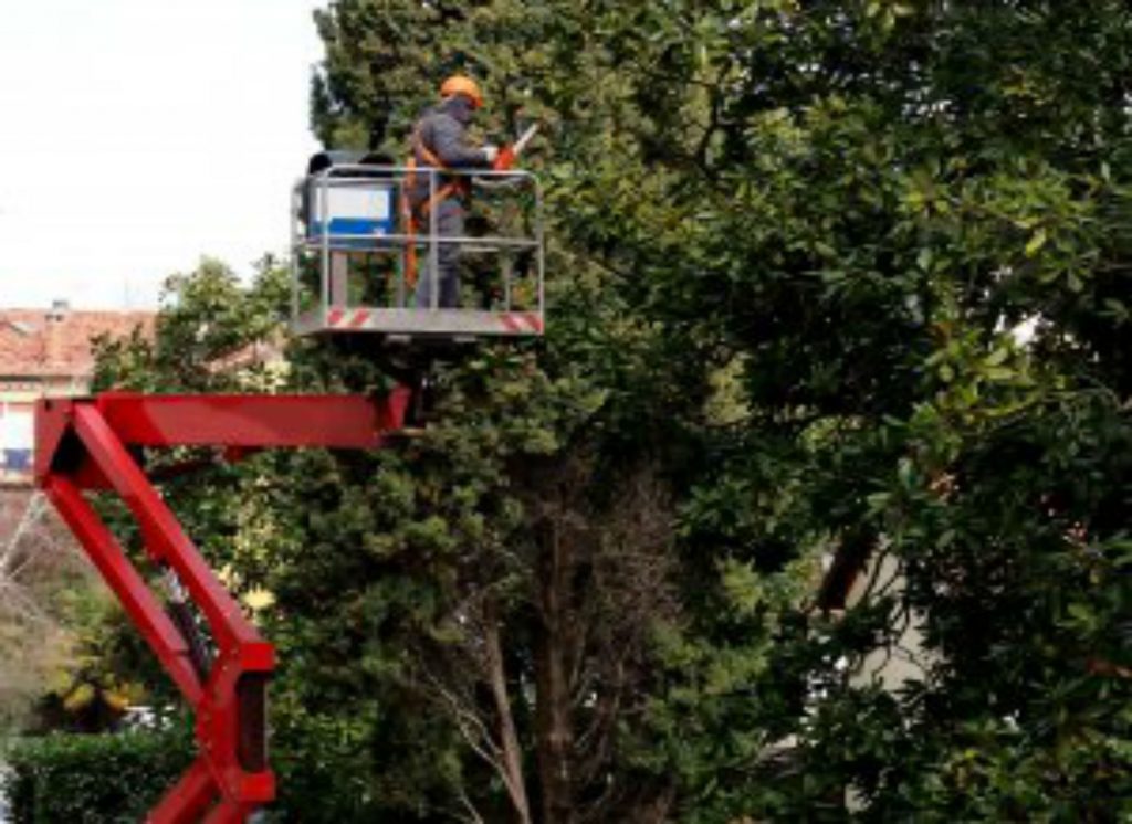 Get Tree Removal Done With The Help Of Expert