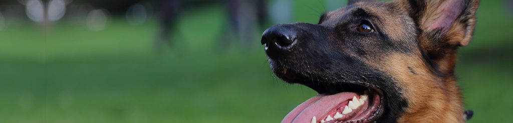 Get The Best Dog Training In Chicago IL