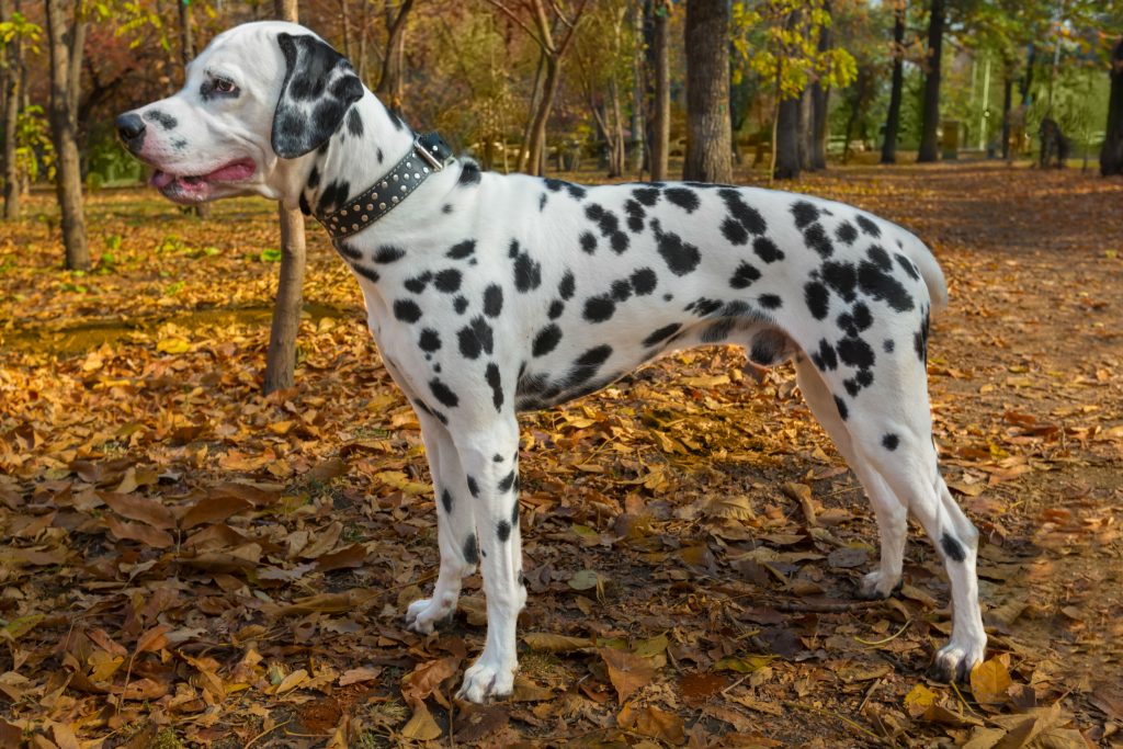 Find The Best Pet Supplies in Great Falls, MT