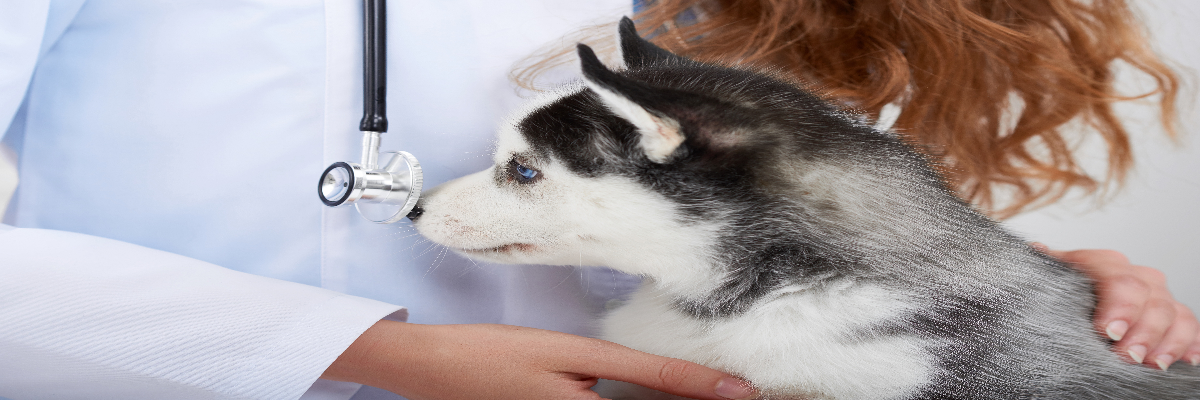 Dog Breeder Charlotte