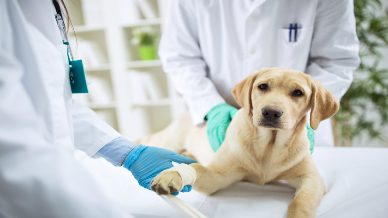 Pet Surgery Clinic Near Bridgeport