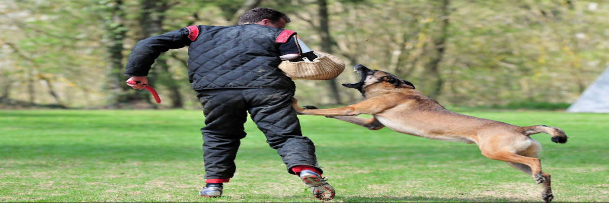 Dog Trainer Greenville