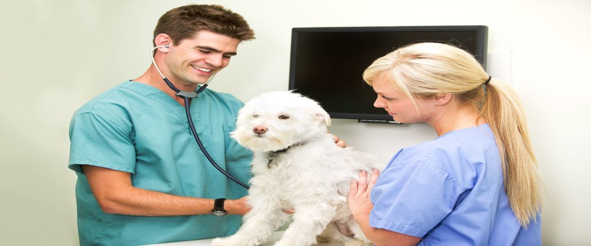 Altitude Animal Hospital