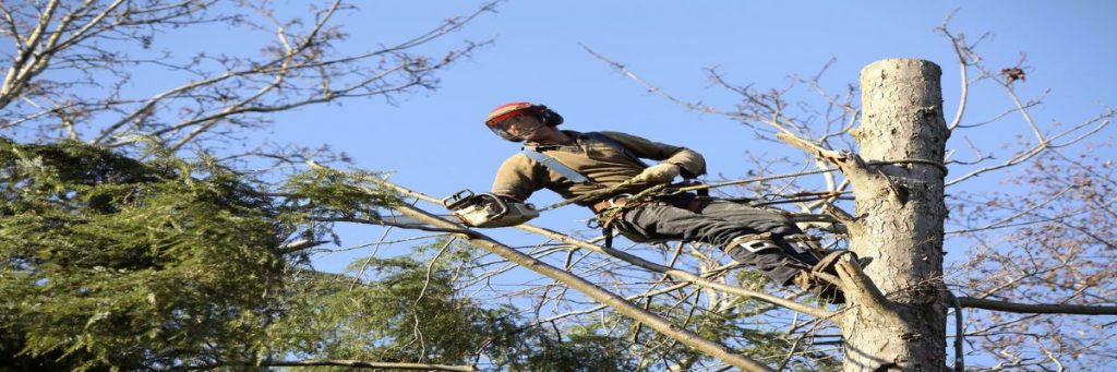 McCullough Tree Service
