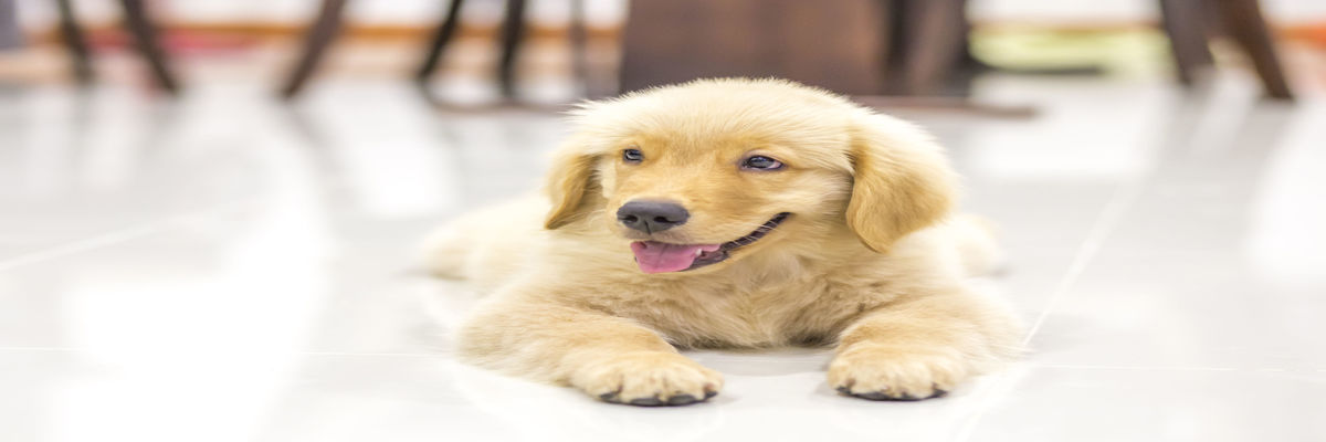 Mobile Dog Grooming Charlotte NC