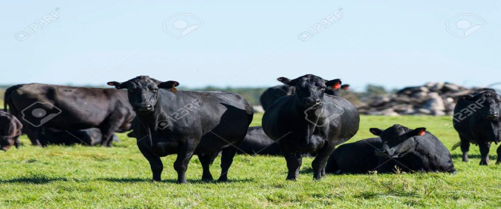 Looking For Premium Beef