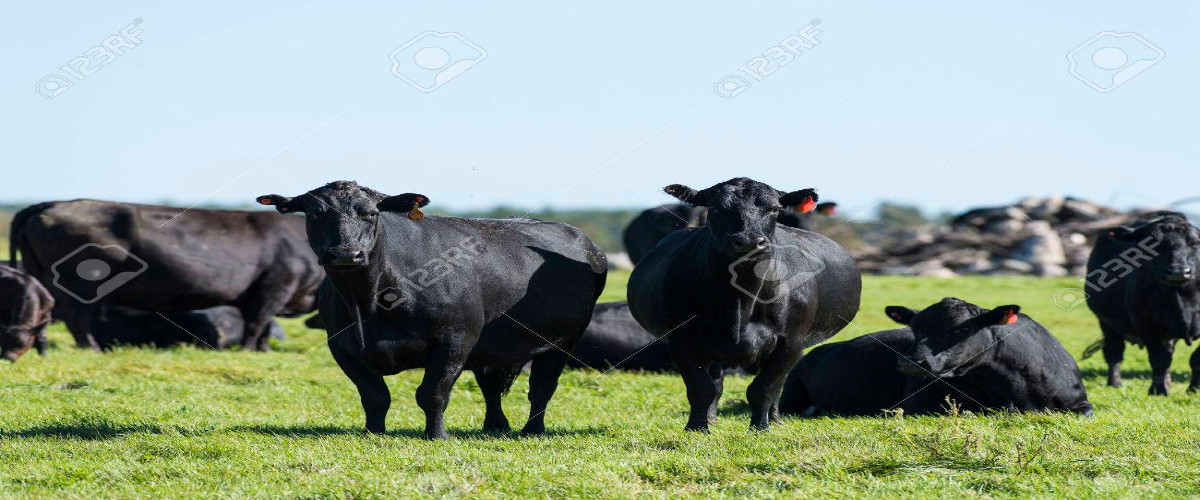 Looking For Premium Beef