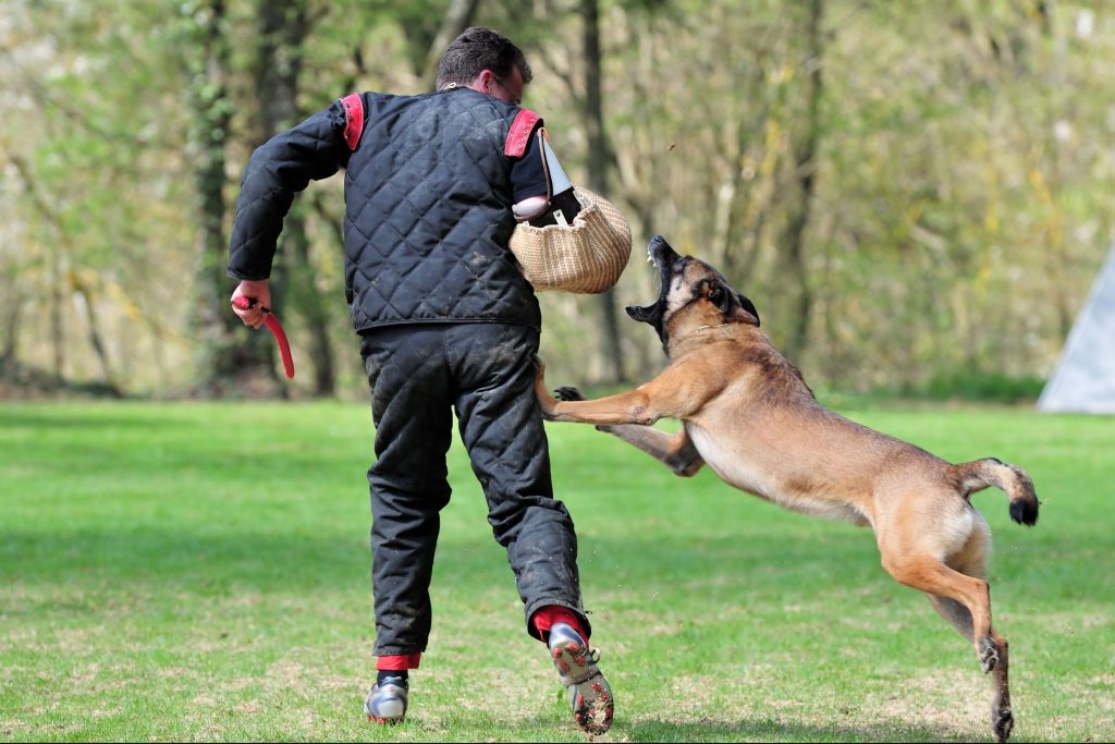 Loyal Canines Is The Finest Dog Training Classes In Florida