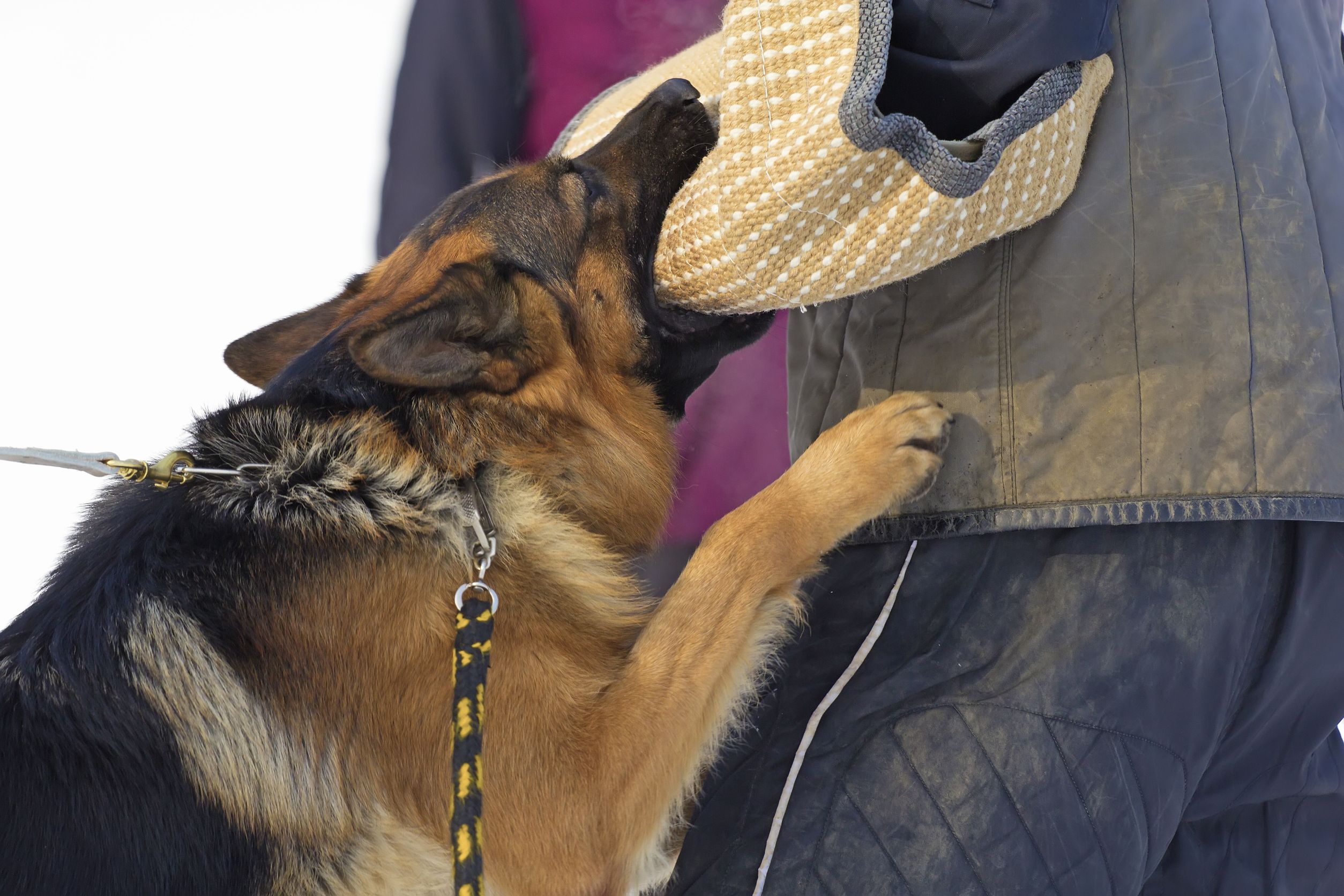 AJT European Dobermans Is A Professional Dog Training Academy In Naples Florida