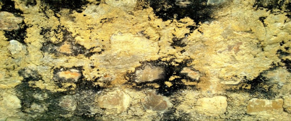 Mold Cleaning Company Carmel IN