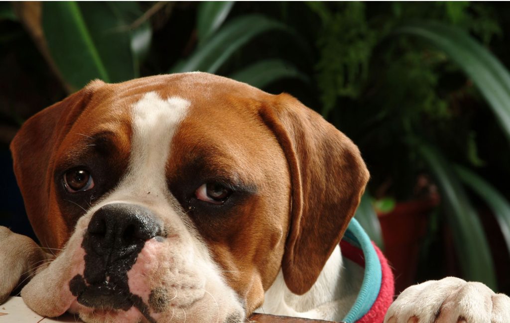 Dog Grooming Near Killeen TX