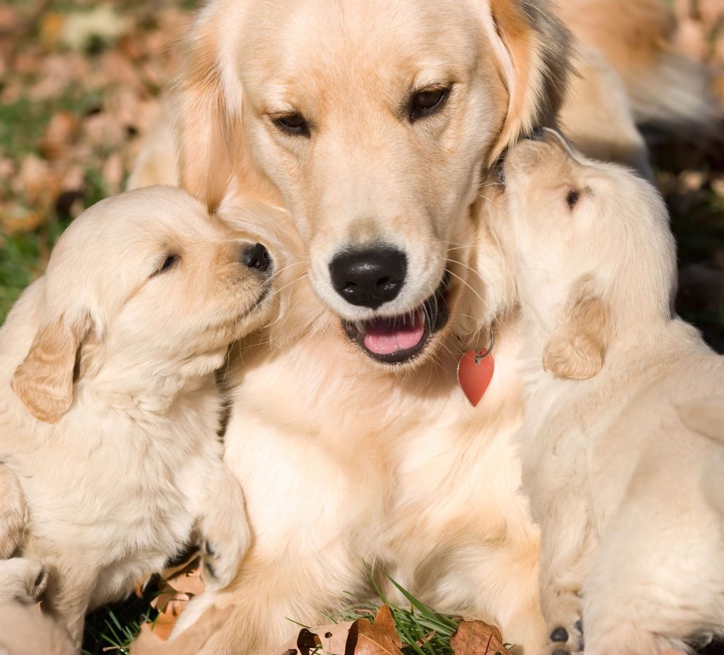 Cheap Dog Subscription Box
