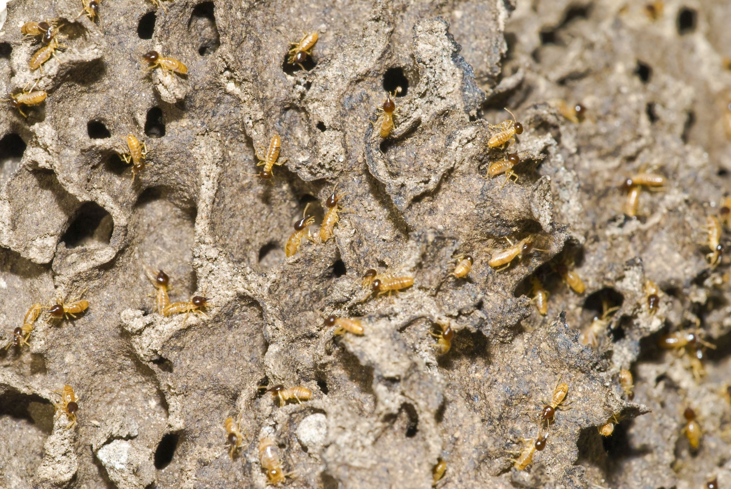 Alpine Pest Management offers the best solution for Rodent Control in Klamath Falls.