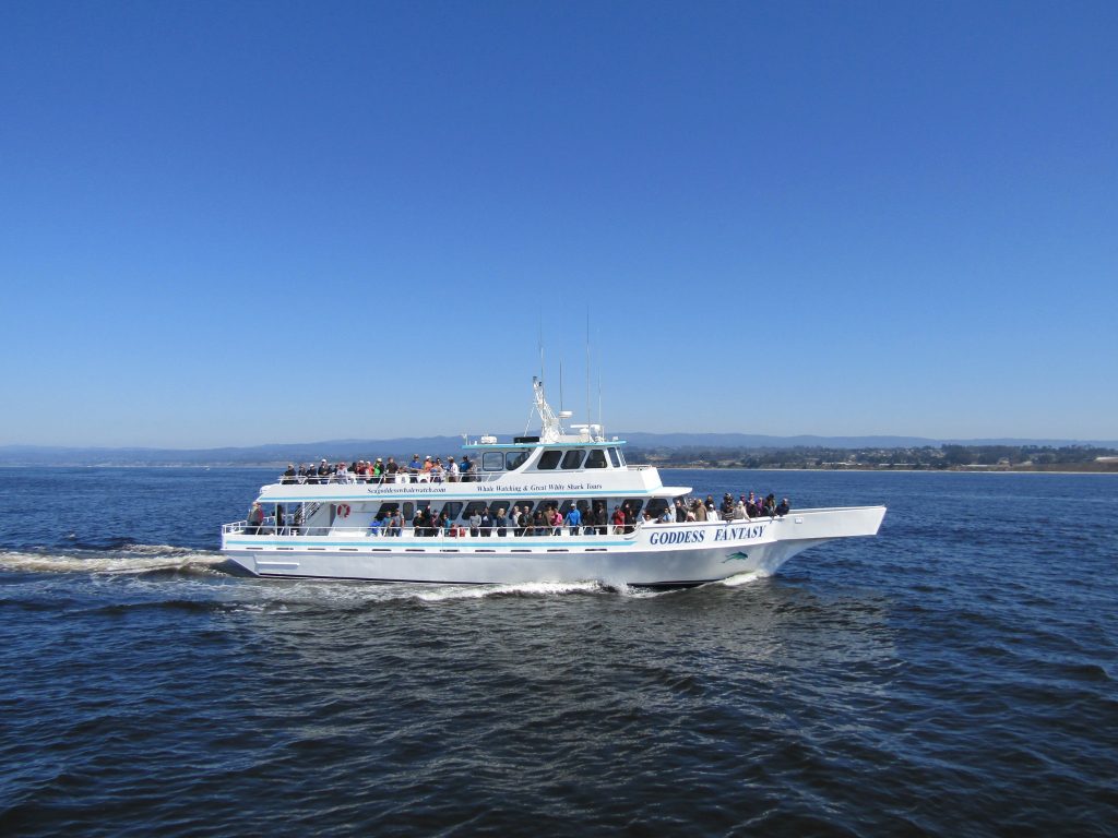 Whales In Monterey Bay