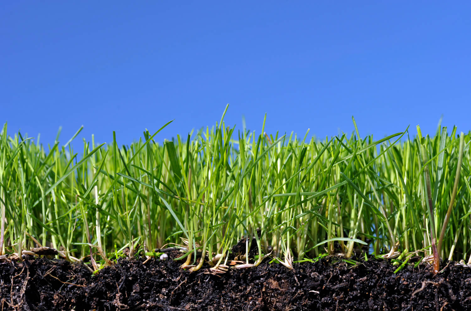 Weed Control Minnetonka MN