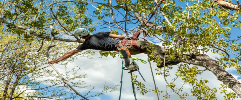Tree Service Ponte Vedra